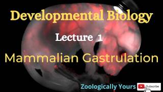 Mammalian Gastrulation Developmental Biology [upl. by Annabell]