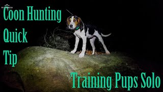 Coon Hunting Quick Tip Training Pups Solo [upl. by Ruscher]