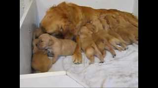 Golden Retriever Puppies 2 weeks oldwmv [upl. by Dunham]