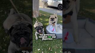 Cute Pugs are SUPER🐶🤯 [upl. by Ameh]