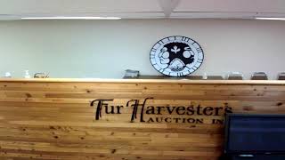 Fur Harvesters Auction Inc Live Stream [upl. by Adnolay]