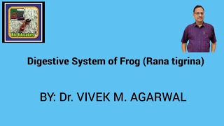 Digestive System of Frog [upl. by Oek]