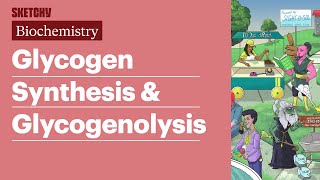 Glycogen Synthesis amp Glycogenolysis Biochemistry  USMLE Step 1  Sketchy Medical [upl. by Farr]