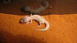 New Addition  Blizzard Leopard Gecko [upl. by Anima]