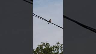 House Finch nature birdwatching backyard [upl. by Une]