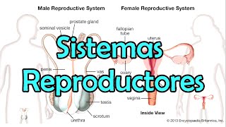 Los Sistemas Reproductores [upl. by Matthew]