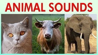 ANIMAL SOUNDS COMPILATION for Preschoolers Kindergarten  Kids Learning Videos [upl. by Schwartz]