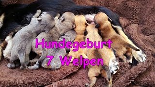 Natürliche Hundegeburt  Wurf von 7 Welpen vLog [upl. by Michaeu]