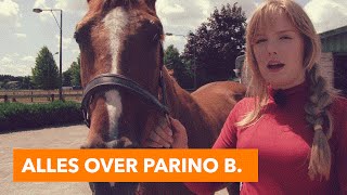 Alles over Parino B  PaardenpraatTV [upl. by Donnelly]