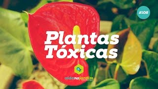 Plantas Tóxicas 106 [upl. by Nerland]