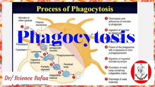 process of phagocytosis شرح عملية التهام الميكروب phagocytosis [upl. by Ellicec93]