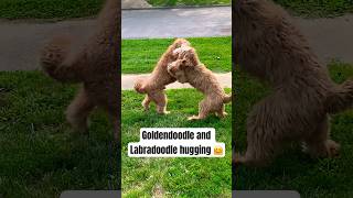 Goldendoodle hugs Labradoodle brother 🙂 goldendoodle labradoodle dog [upl. by Traci]