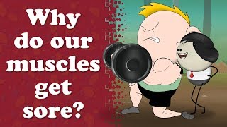 Why do our muscles get sore  aumsum kids science education children [upl. by Leur]