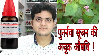 Punarnava  Homeopathic medicine Boerhaavia Diffusa  Sign and symptoms  Disease and doses [upl. by Goldie452]