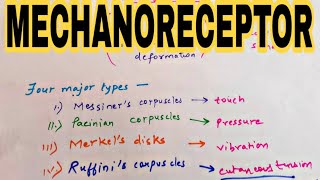 Mechanoreceptor  Types of Mechanoreceptor [upl. by Gemoets927]