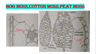 Sphagnum Protonema and Sporophyte Hindi [upl. by Htez]