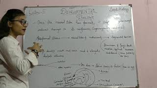 Developmental Biology Class 5 Organogenesis in Frog [upl. by Adiell]