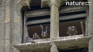 Peregrine falcon parent flies by nest entrance in church window with chicks looking out UK [upl. by Nuriel]