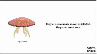 classification of phylum Coelenterata [upl. by Otit306]