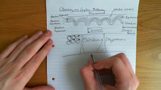 The Leptin Pathway [upl. by Lemhaj236]