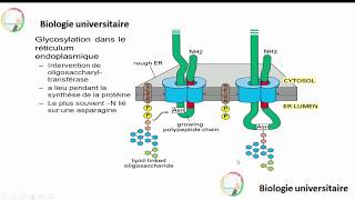 مرحلة مهمة جدآآ RER la glycosylation [upl. by Enrobialc]