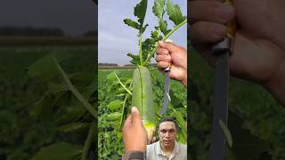 কিংলুবো মুলাshortsfeed Chinese GreenRadish healthyfood farming farmer cultivation facts [upl. by Leitnahs542]