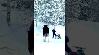 Moose Rushes at Snowmobiler [upl. by Ahsasal]