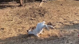 Best of Fainting Goats 2023🤣🤣 [upl. by Macgregor292]