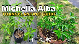 Air Layered Michelia Alba Transplanting to the Ground  Magnolia Alaba  White Champaca 白兰地栽指南 [upl. by Inaliak513]