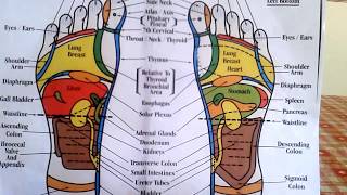 Reflexology  How to Read a Foot Reflexology Chart [upl. by Ahsimal]