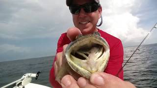 Mini Fishing Vacation Steinhatchee Florida [upl. by Aillicirp248]