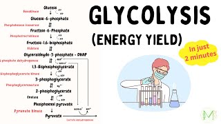 Glycolysis Energy yield  Explained in 2 minutes  Biochemistry  Medinare [upl. by Denice]