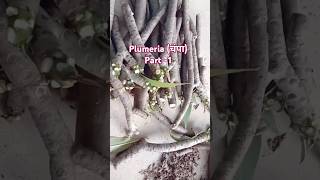 Plumeria चंपा plant all information trending gardengyan shorts ytshorts [upl. by Conal]