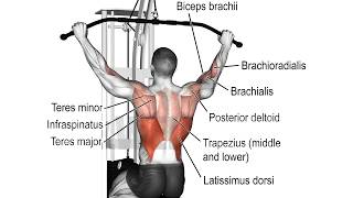 How To Wide Grip Lat Pulldown [upl. by Atneciv]