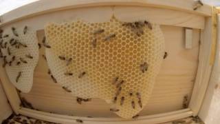 Honey Bees on Comb Time Lapse [upl. by Hett]