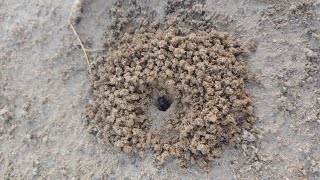 Pogonomyrmex rugosus queen digging her founding chamber [upl. by Atinot]