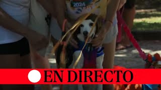 🔴 DIRECTO  Concurso de disfraces para perros en el Carnaval de Brasil [upl. by Priestley]