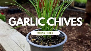 How to Grow Garlic Chives [upl. by Duster527]