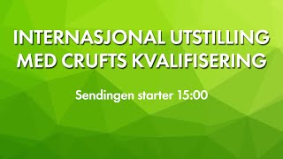 NKK Sandefjord 2024  Internasjonal utstilling med crufts kvalifisering [upl. by Trevah346]