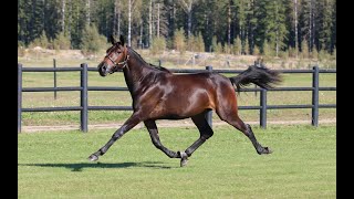 12 TOODELOO ZON Googoo GaagaaDarling UMCantab Hall Åby Yearling Sale24 [upl. by Roxine]