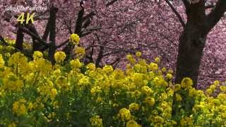 4K Ultra HD KAWADU CHERRY TREE FESTIVAL in JAPAN SONY PXWZ100 [upl. by Eednus]