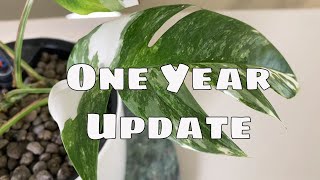 1 Year Epipremnum Pinnatum Variegata Propagation Update amp Tips [upl. by Gardal]