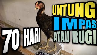 Ayam KUB2 quotAndai Dipanen Umur 70 Hariquot [upl. by Broderic]