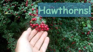 Hawthorn Tree  Herbal Medicinal Properties [upl. by Ennayelsel280]