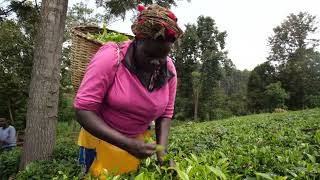 TEA PICKING IN A TEA FARM at Kericho KENYAs MAIN CASH CROP [upl. by Abbotsen]