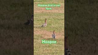 Hoopoe bird in our farm hoopoe birds bird qatar [upl. by Alhak]