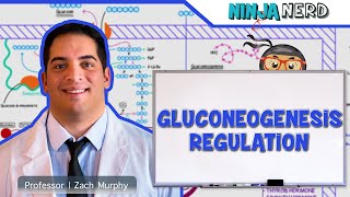 Metabolism  Regulation of Gluconeogenesis [upl. by Eeloj]