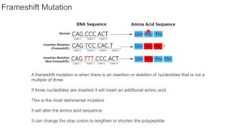 Frameshift Mutation [upl. by Mcclees]