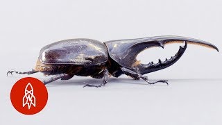 The Small but Mighty Hercules Beetle [upl. by Komsa676]