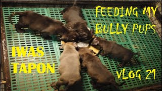 HOW I FEED MY BULLY PUPPIES FOR WEIGHT GAIN 7 WEEKS UPDATE AMERICAN BULLY PUPS  DON RAIDER VLOG 21 [upl. by Leahicm]